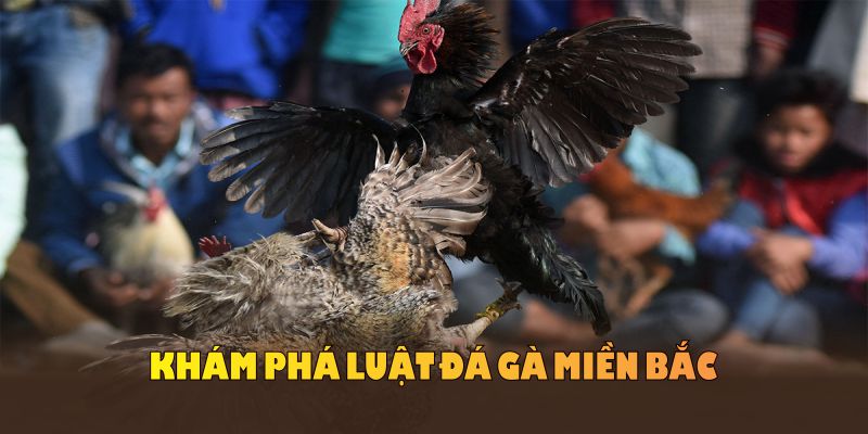 Khám phá luật đá gà miền Bắc với tính tranh tài và truyền thống